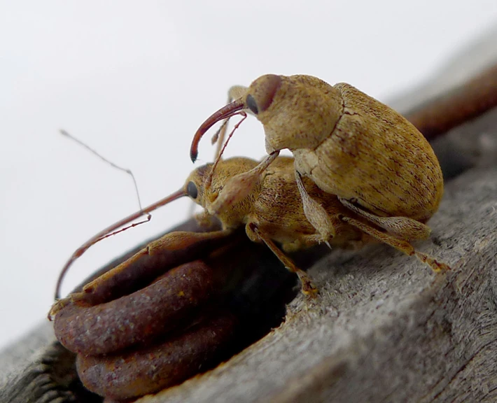 a bug sitting on top of a tree stump