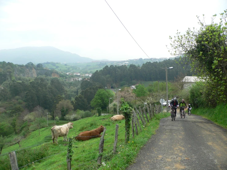 three people riding bicycles down a hilly road