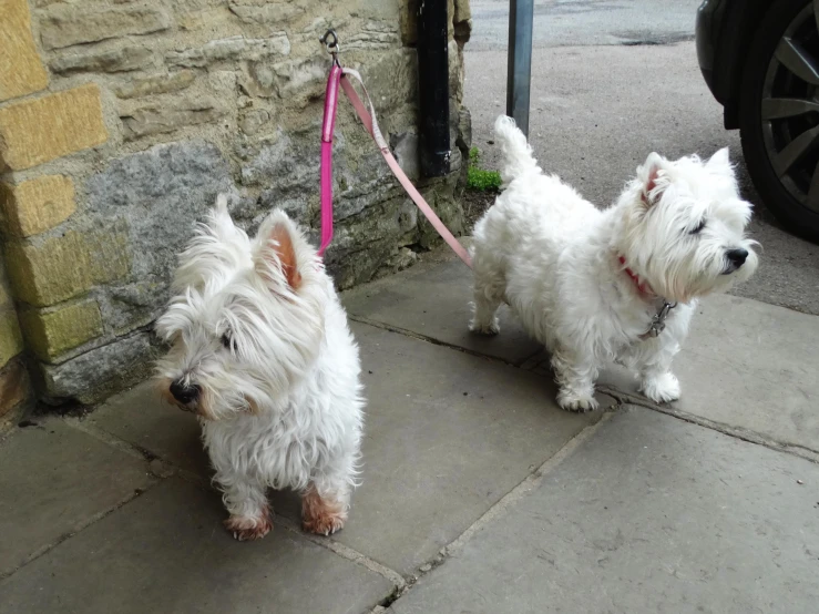 two white fluffy dogs standing on a sidewalk