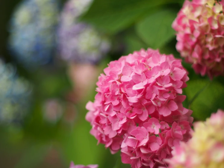 several different colored flowers are blooming together