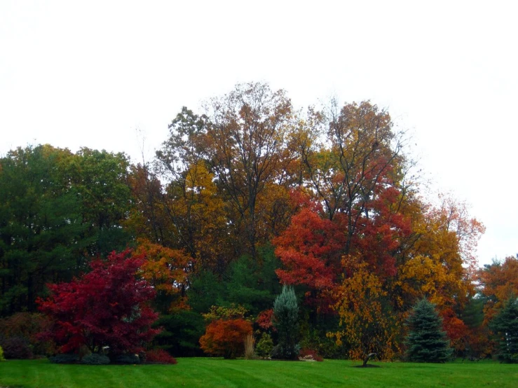 many trees on a field with a lot of colorful leaves