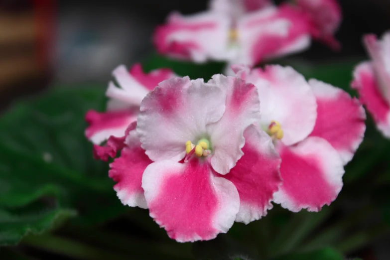 pink and white flowers with green leaves in a container