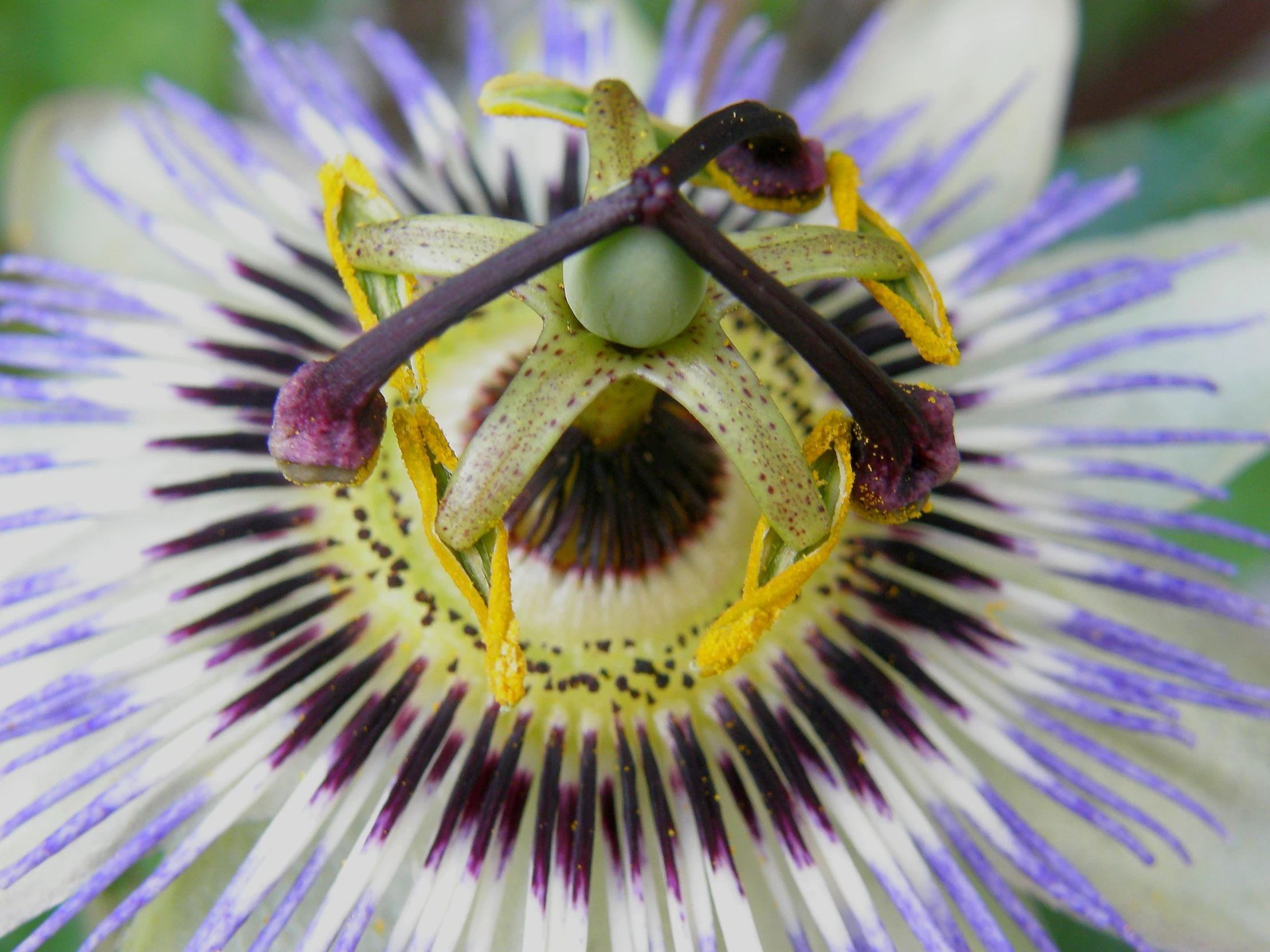 an image of the inside of an iris flower