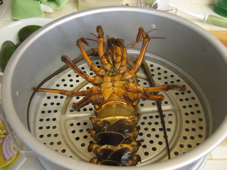 a lobster sitting inside of a saucer on a counter