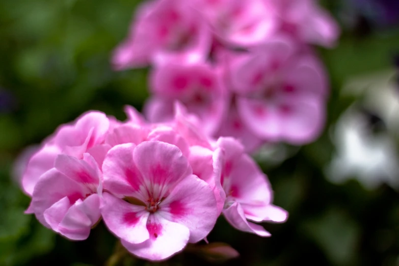 a group of small flowers in the middle of a forest