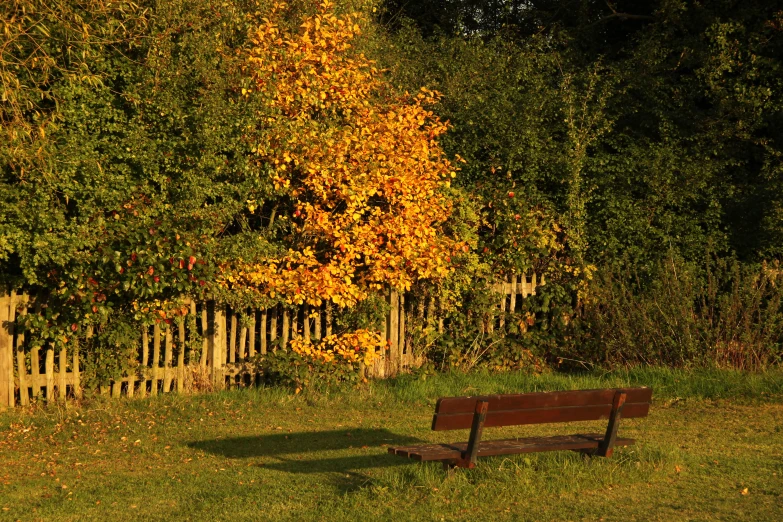 a bench sitting in a grassy park near a fence