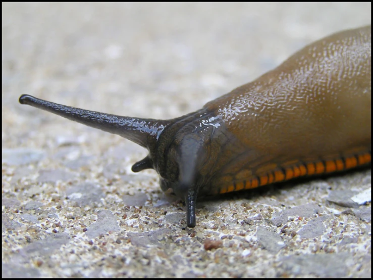 a slug is laying on the ground in an unimpressed area