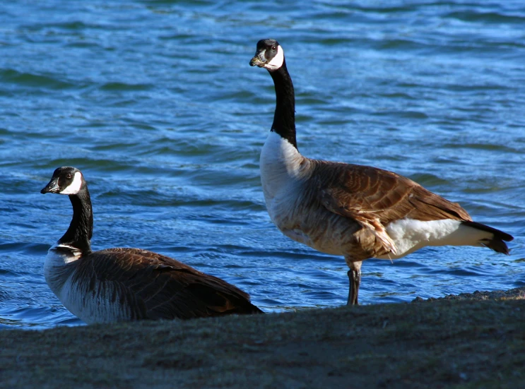 two geese standing near the water looking for food