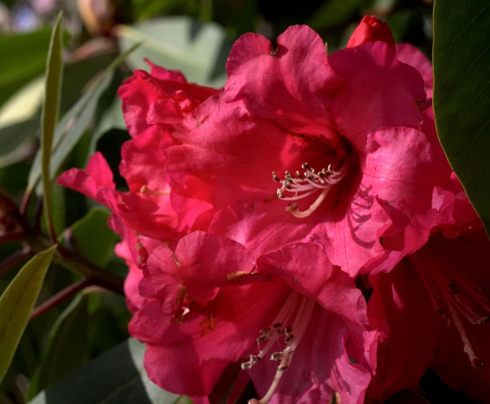 close up view of a pink flower in a garden