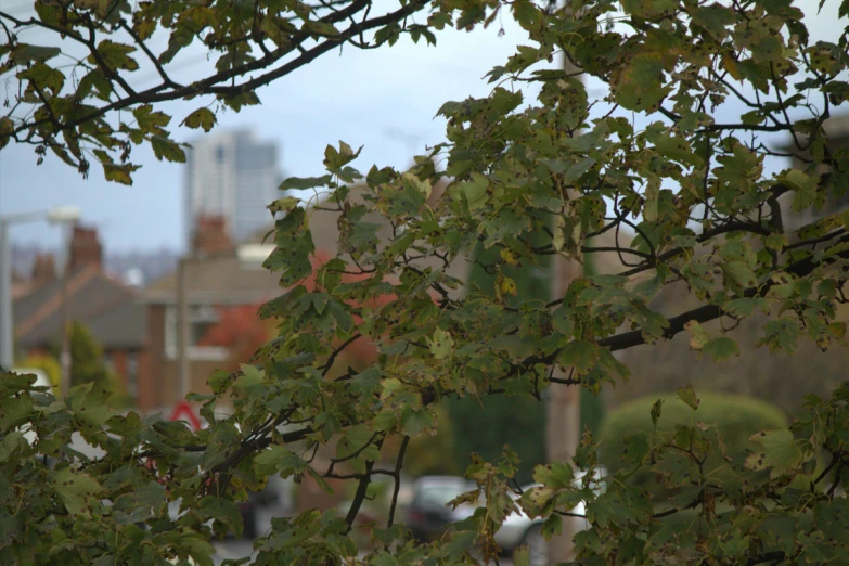 green leaves on trees in front of buildings