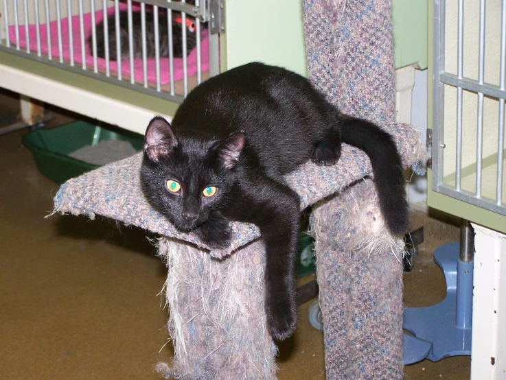 black cat with green eyes climbing on the side of a cat tree
