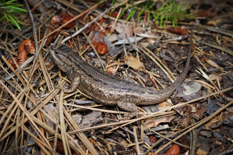 a brown and black lizard is sitting on some straw