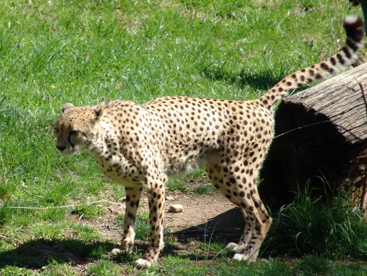a cheetah standing outside in the grass