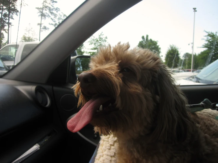 the dog sits in the car next to the passenger seat