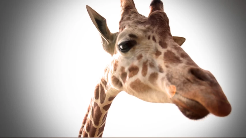 a close up view of a giraffe head