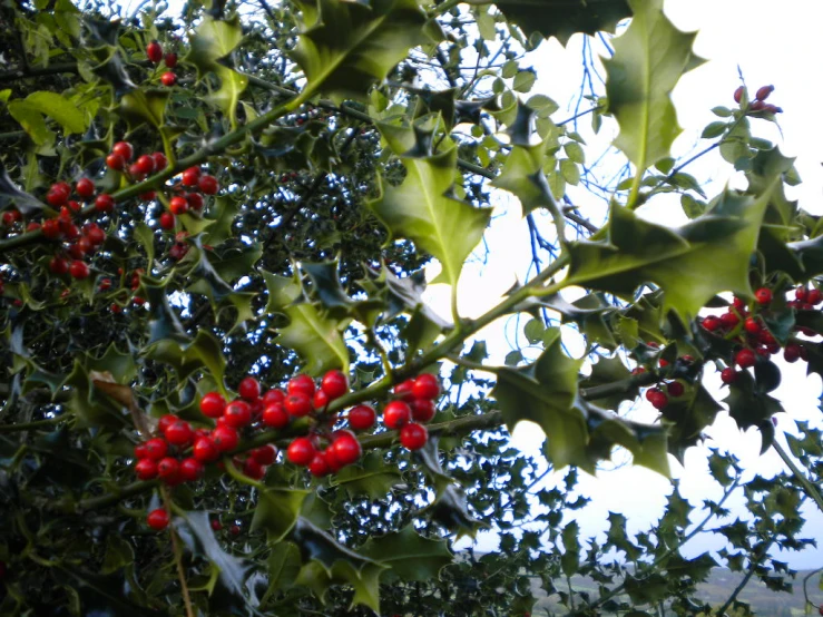 holly plants with red berries growing on them