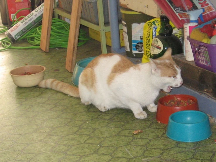 a cat standing next to its bowl of food