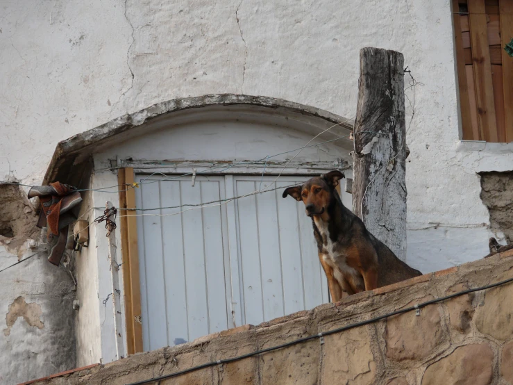 a brown dog is looking out from his window