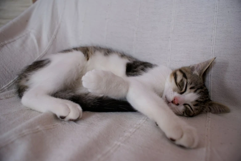 a cat that is laying down on a couch