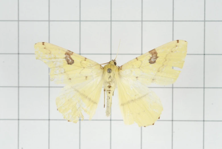 a close up of a yellow erfly with a small amount of body visible