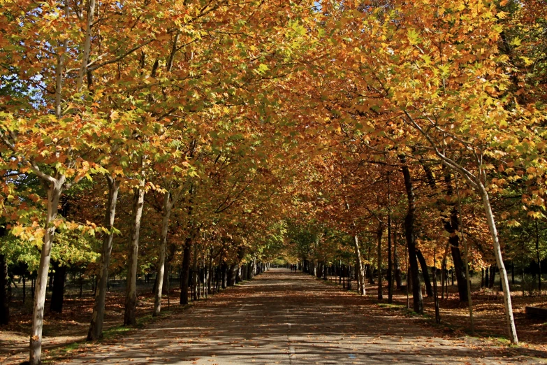 a long tree lined road that leads to the trees