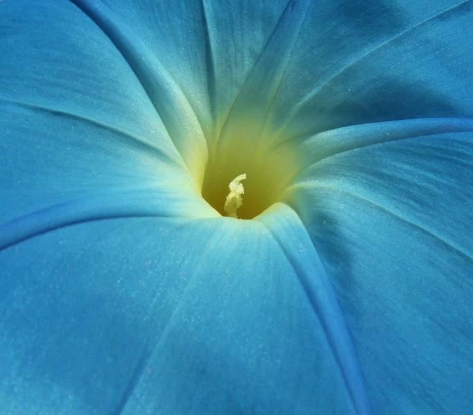 an image of an interesting flower taken from the ground