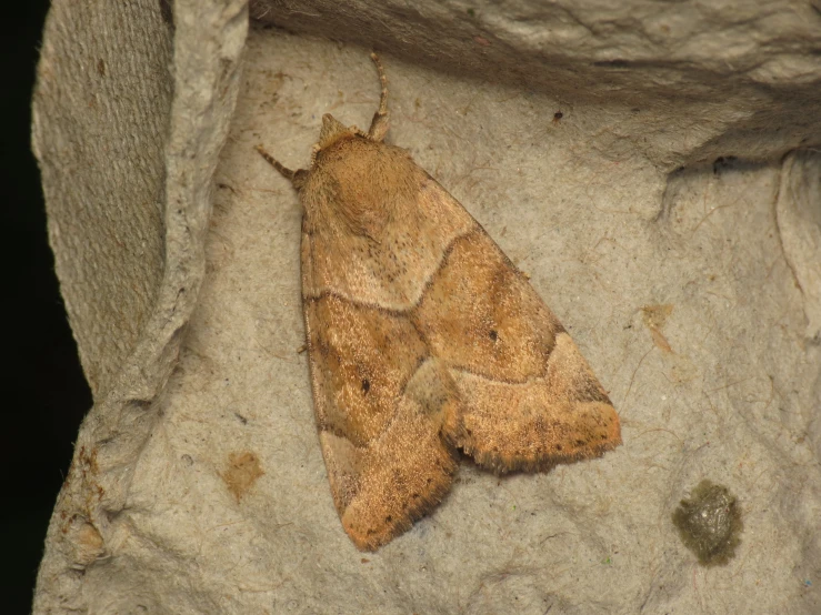 a moth sits on a stone covered surface