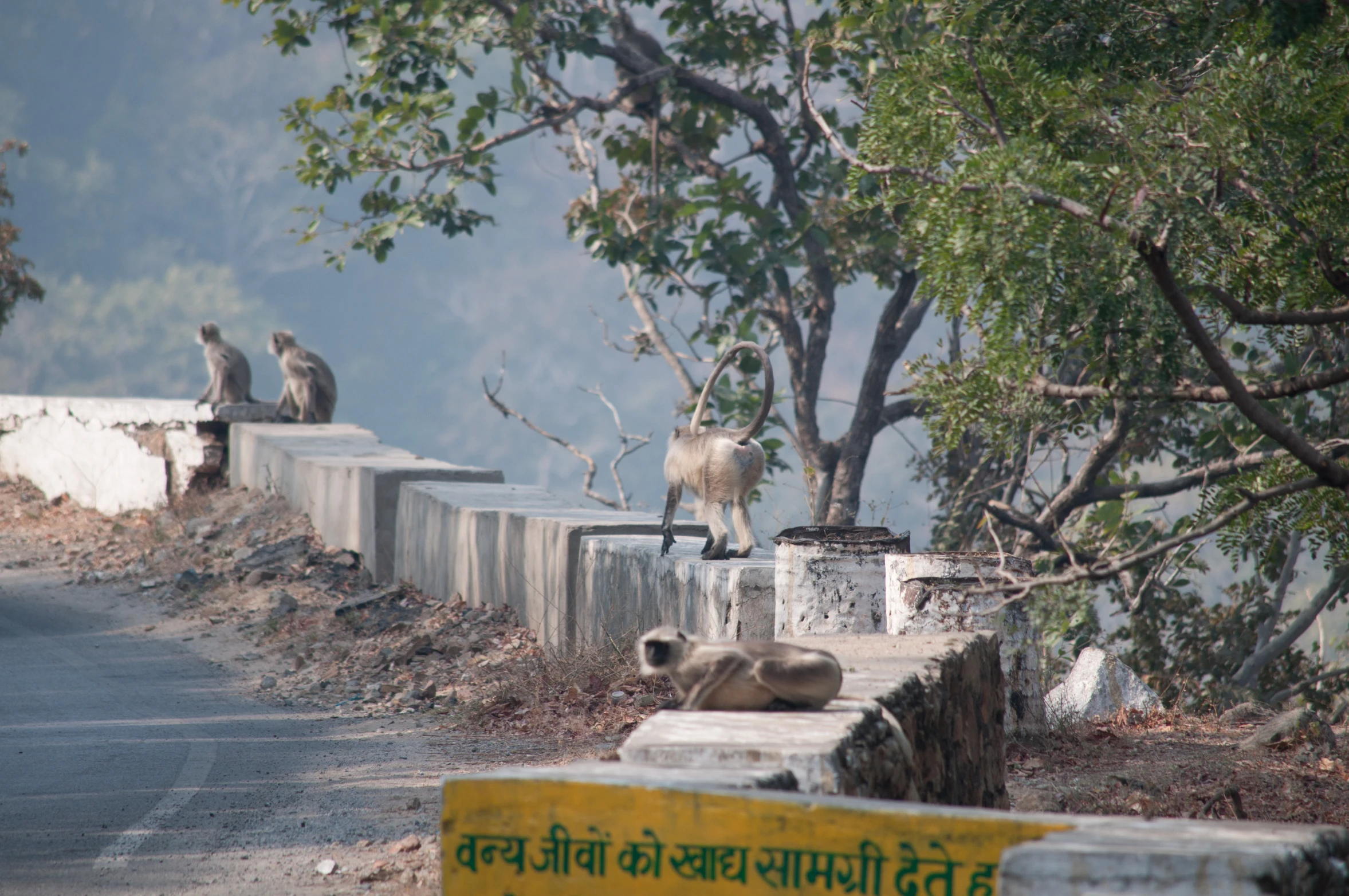 three animals near the road and trees