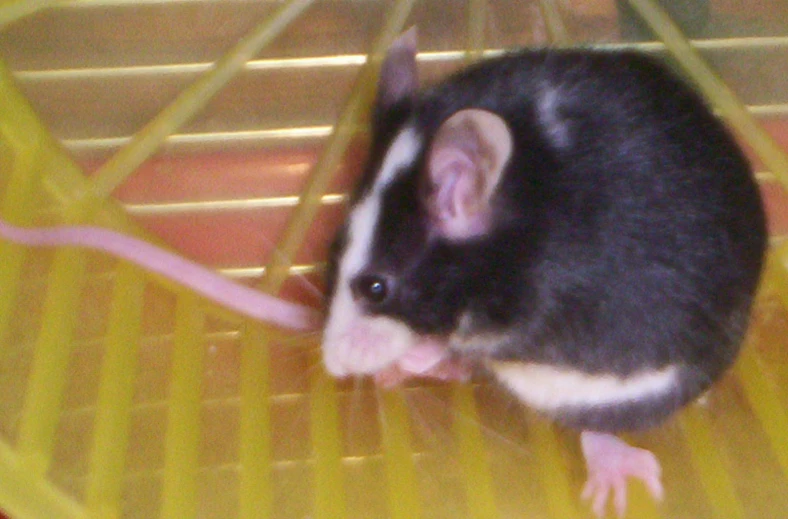 a small rat standing up inside a cage
