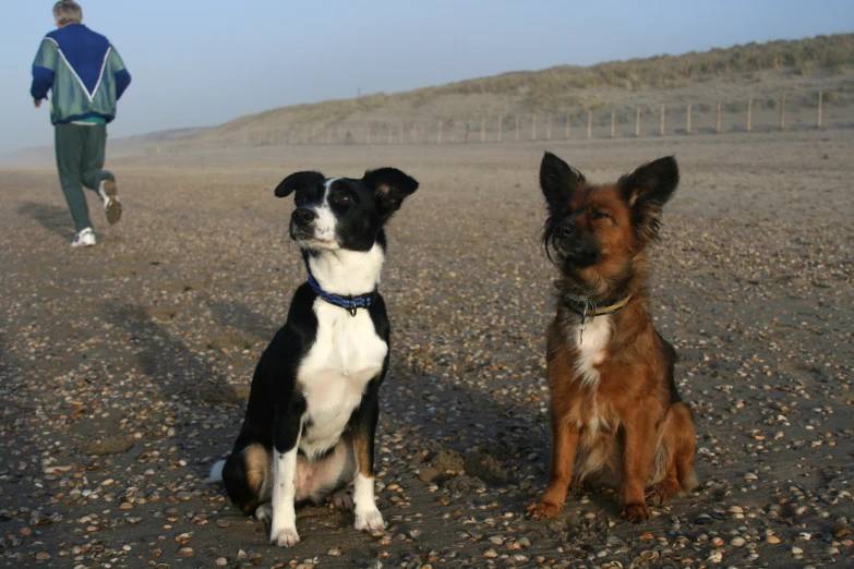 two small dogs sit on a beach while an individual walks by