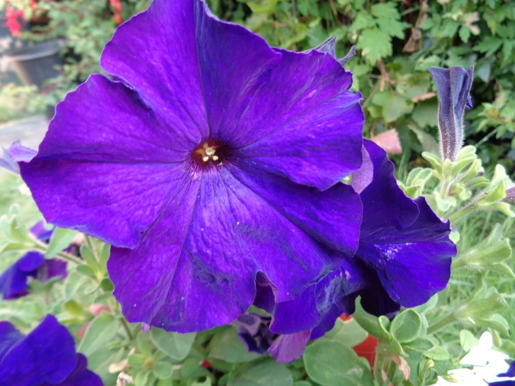 a purple flower growing in some bushes and plants