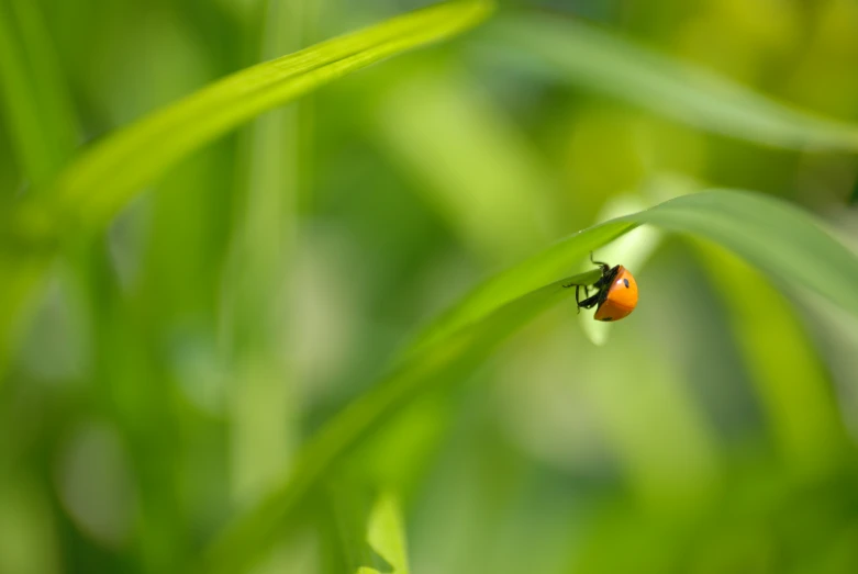 a small red insect resting on a blade of grass