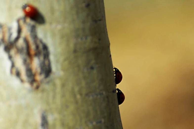 two bugs are sitting on the edge of a tree