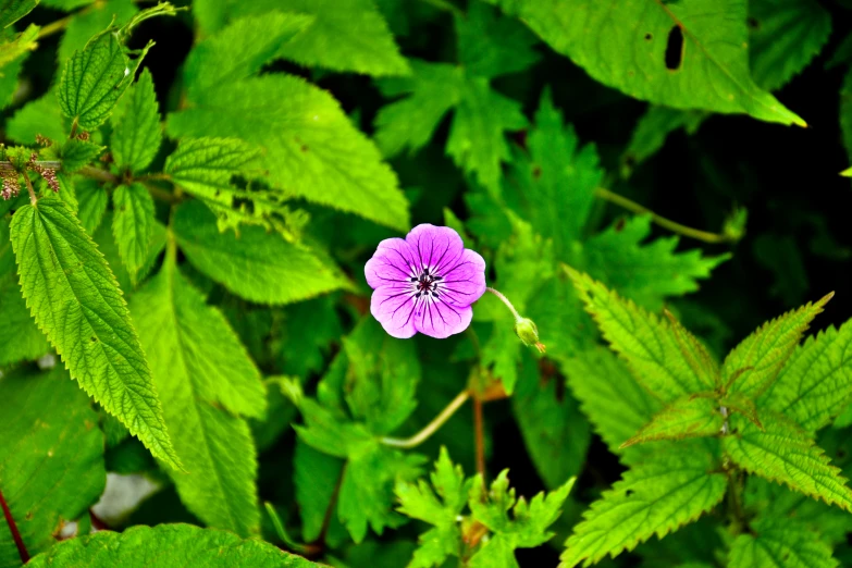 there is a purple flower in a leafy area