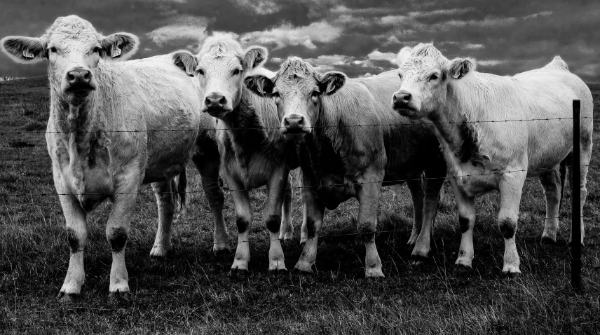 a small group of cows standing around by a fence