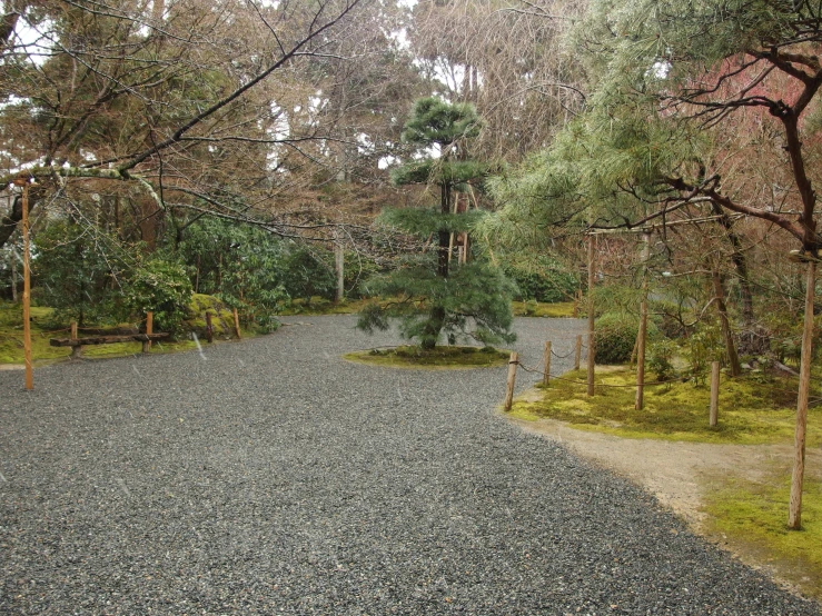 trees are in the woods near a gravel path