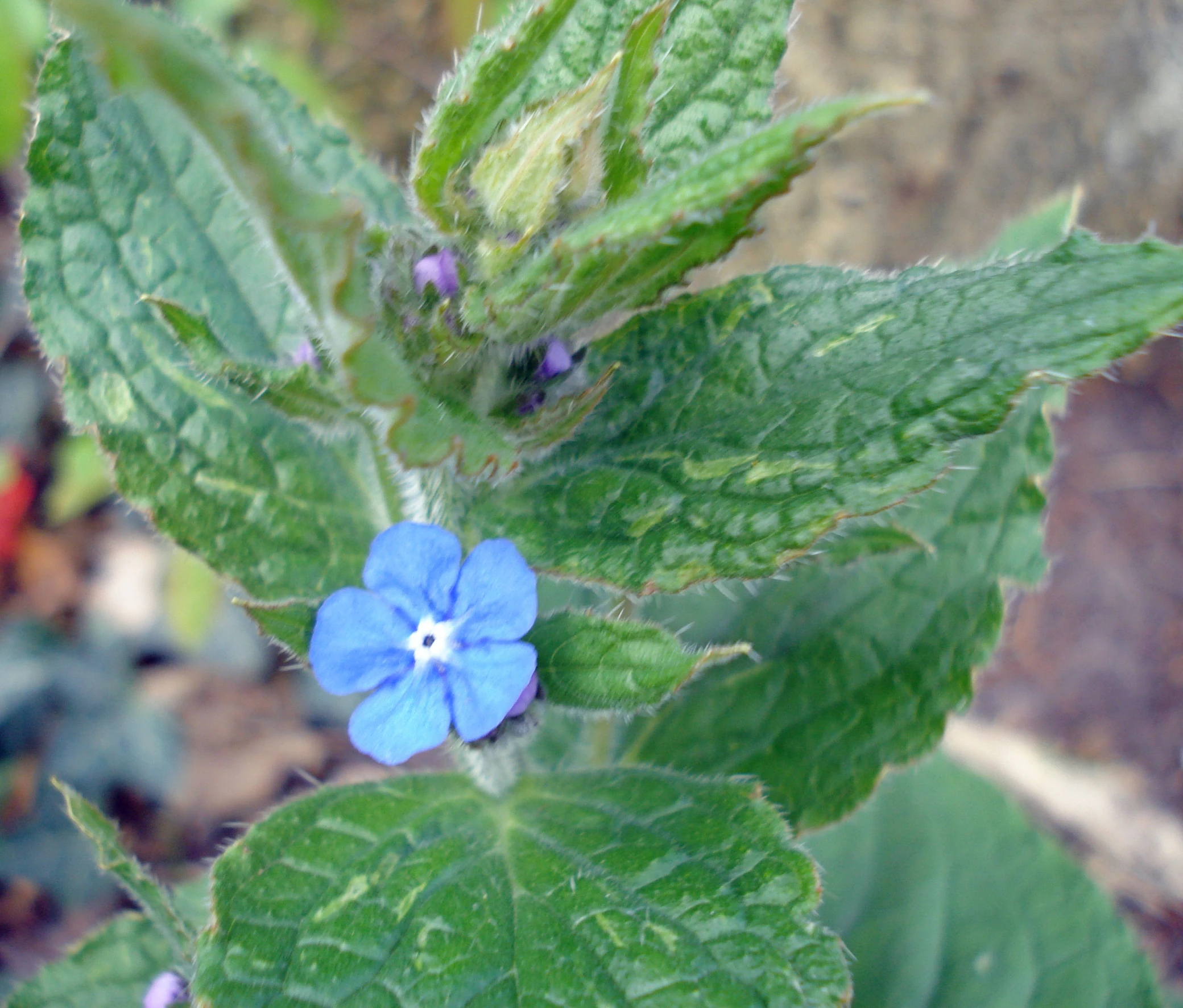 a small blue flower on a green plant