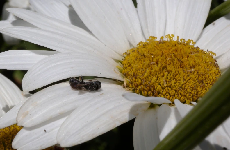 a fly on top of white flowers with green stems