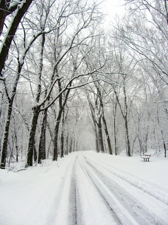 the snow covered road is lined with many trees