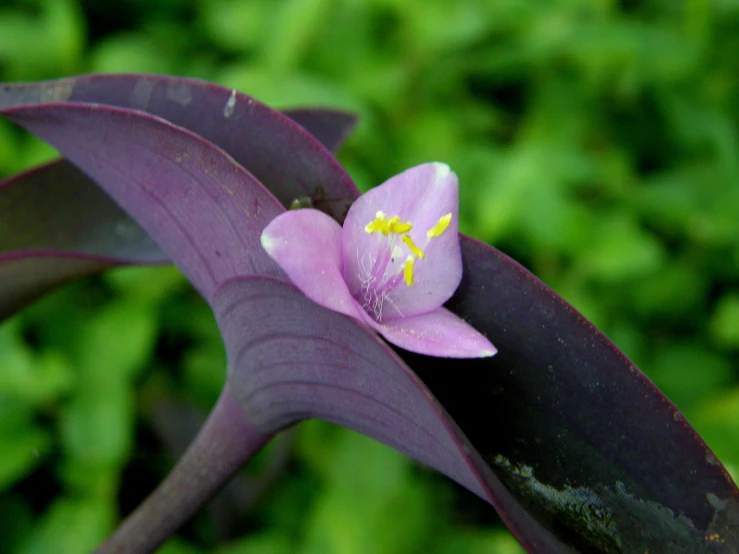 an orchid that is blooming on top of purple leaves