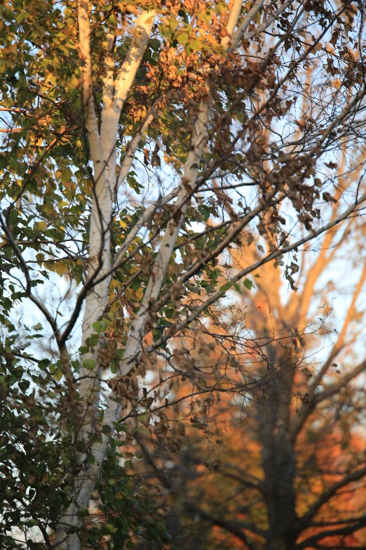 the view from behind some leaves on a tree