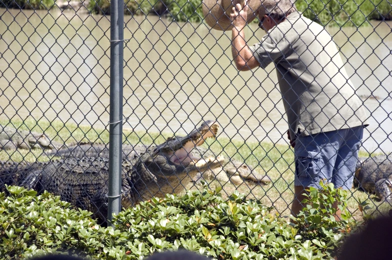 the man in grey shirt is standing by an alligator that's being fenced