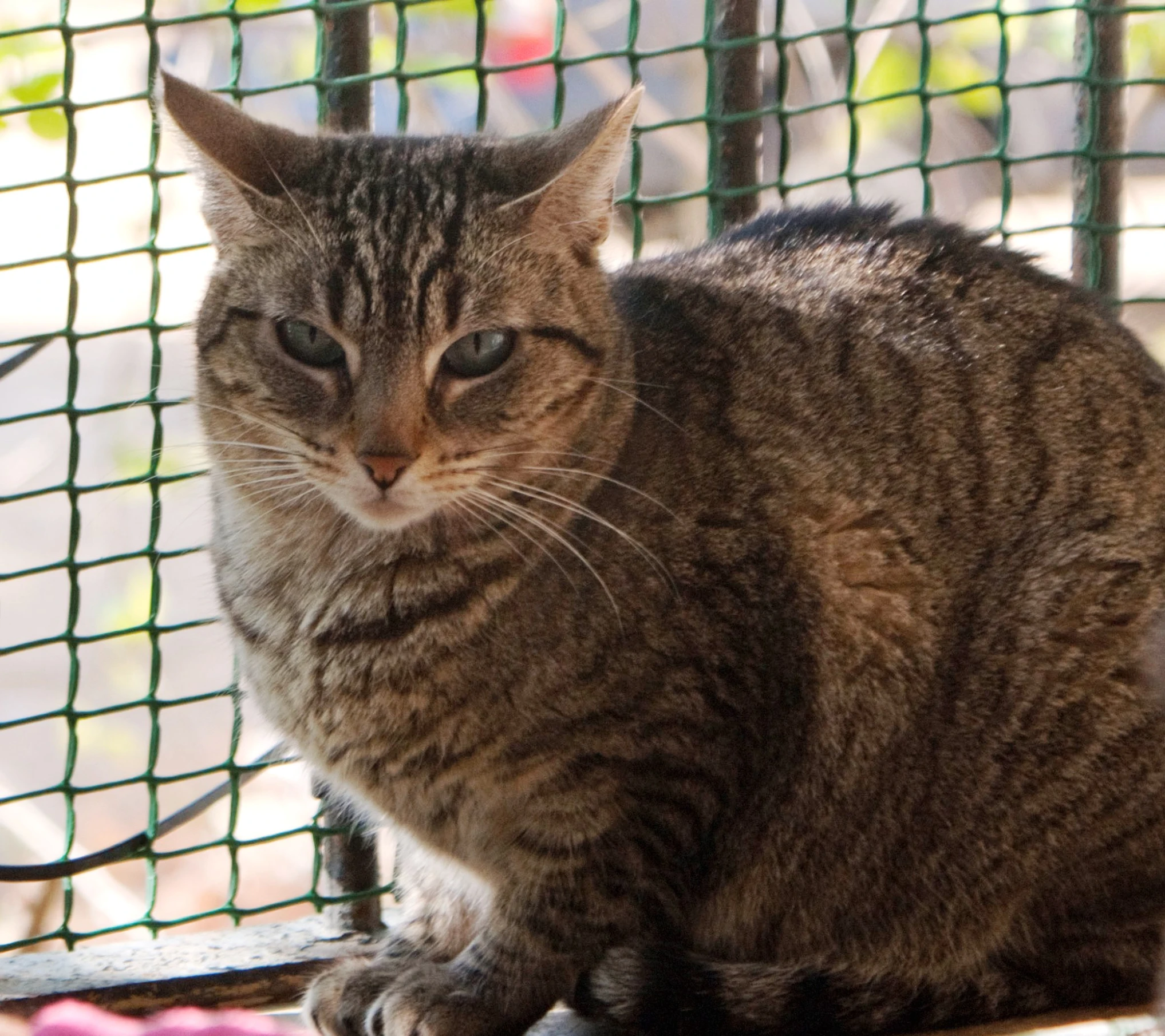 a close up of a cat near a fence