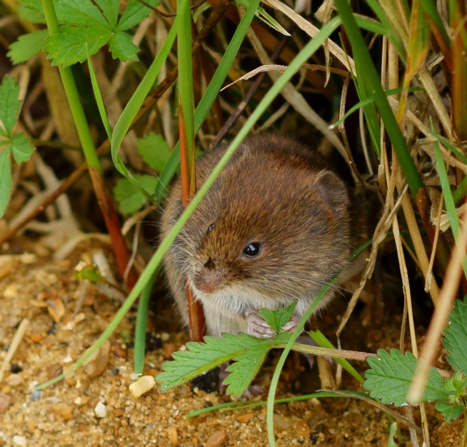 a mouse is sitting amongst grass and green plants