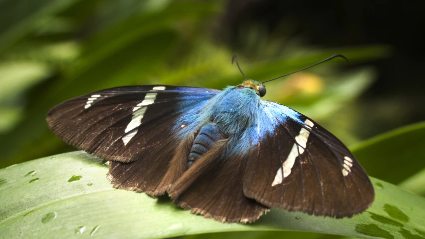 the large erfly is sitting on the green leaf