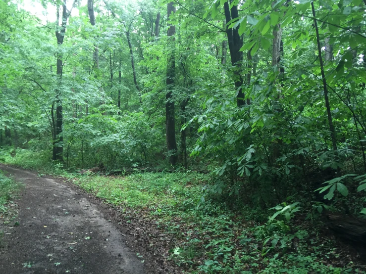 a dirt road in the middle of green woods