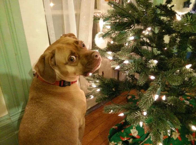 a brown dog sitting next to a decorated christmas tree