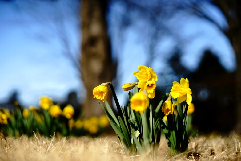 flowers growing out of a grass covered field