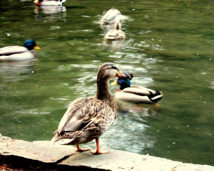 a group of ducks are standing in the water