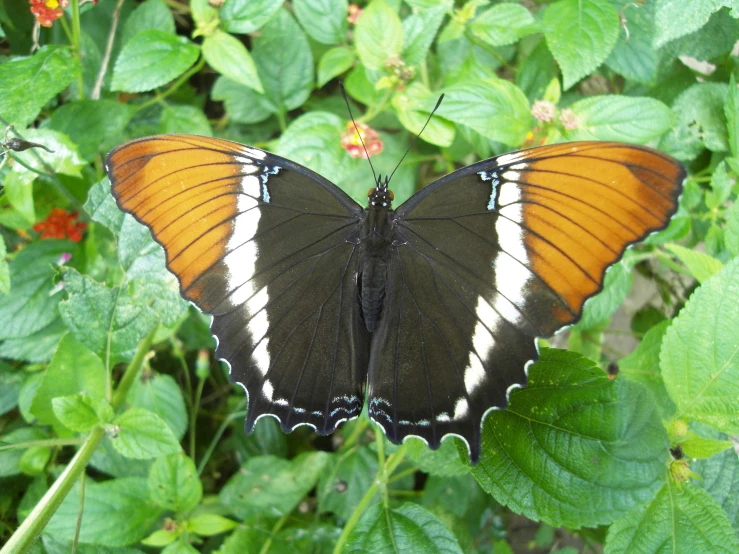 the underside of an orange and black erfly sitting on top of green leaves